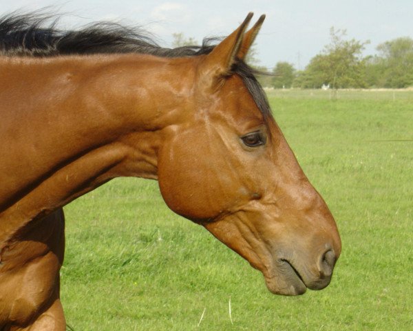 Dressurpferd Kobalt (Trakehner, 1994, von Finley M) Dressurpferd Kobalt (Trakehner, 1994, von Finley M)