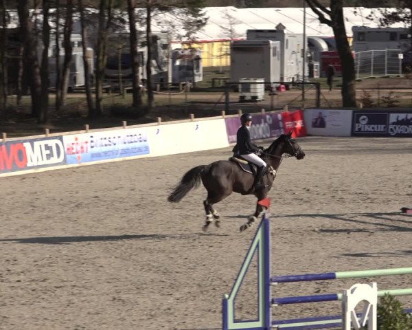 Reitturnier Westergellersen 2022