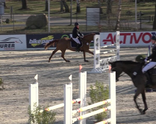 Reitturnier Westergellersen 2022