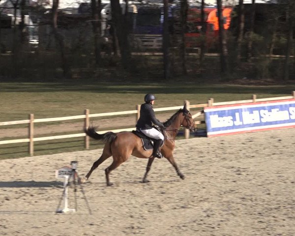 Reitturnier Westergellersen 2022