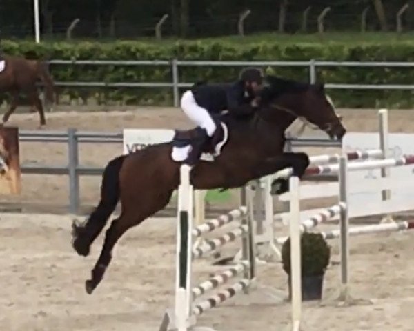 Pferd Castillon d’Argilla Z (Zangersheide Reitpferd, 2013, von Casiro I)