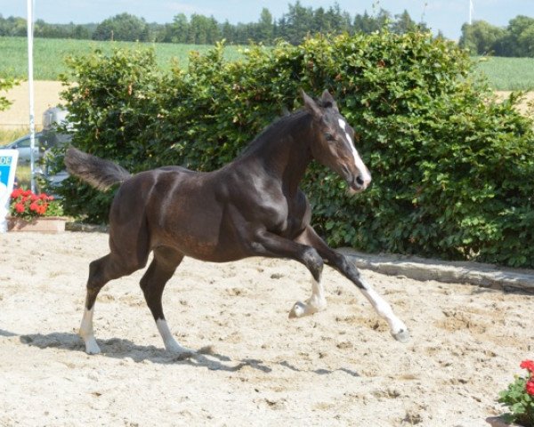 broodmare Persia (Oldenburg show jumper, 2013, from Presley Boy)