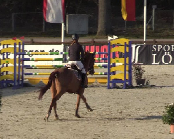 Reitturnier Westergellersen 2022