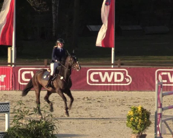 Reitturnier Westergellersen 2022