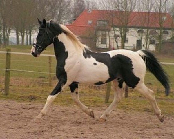 stallion King (KWPN (Royal Dutch Sporthorse), 1992, from Purioso)