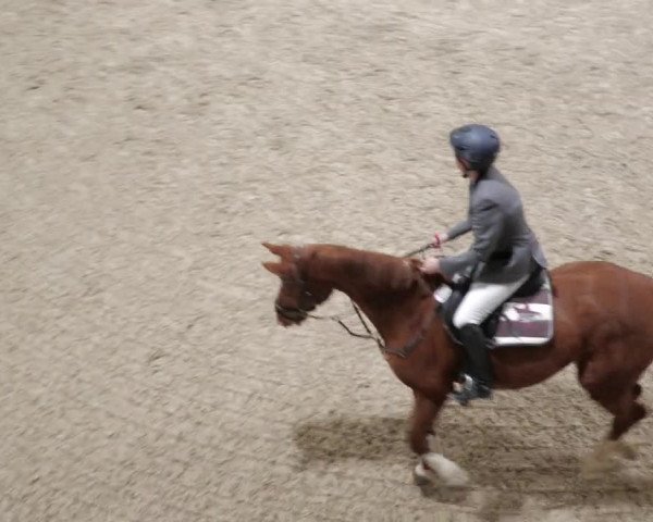 Reitturnier Borken 2022