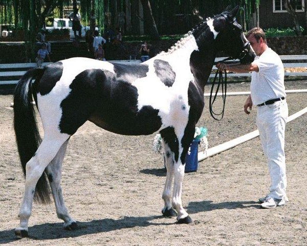 Pferd Serenity SWF (Oldenburger, 2005, von Sempatico M)