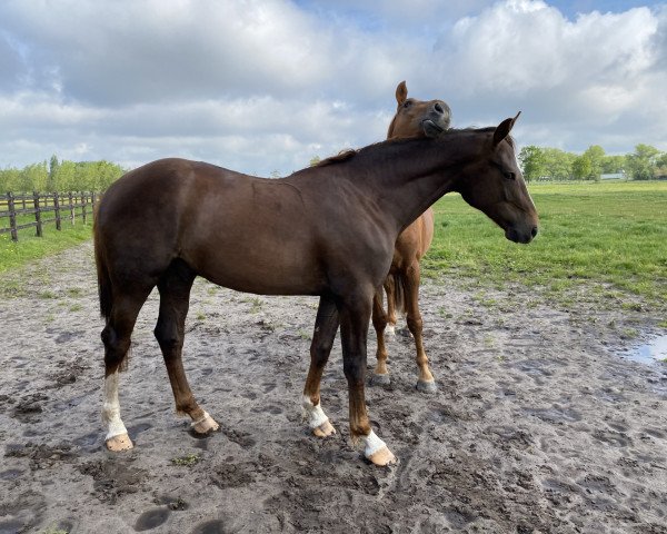 horse Karzann d’Argilla Z (Zangersheide riding horse, 2019, from Kannan)