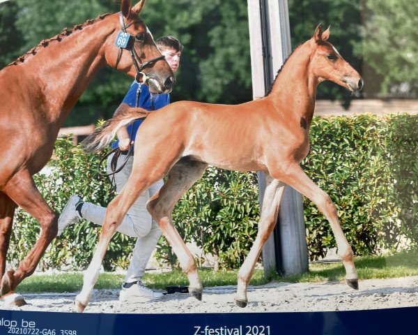 horse Attila d’Argilla Z (Zangersheide riding horse, 2021, from Amadeo van 't Vossenhof Z)