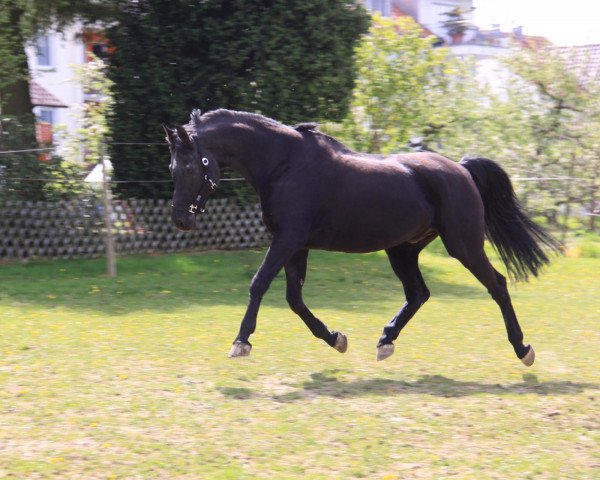 horse Charlie L (Hessian Warmblood, 1992, from Feinbrand DVH 555)