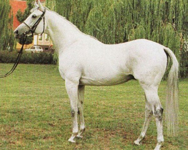 Deckhengst Sandor xx (Englisches Vollblut, 1982, von Carolus xx)