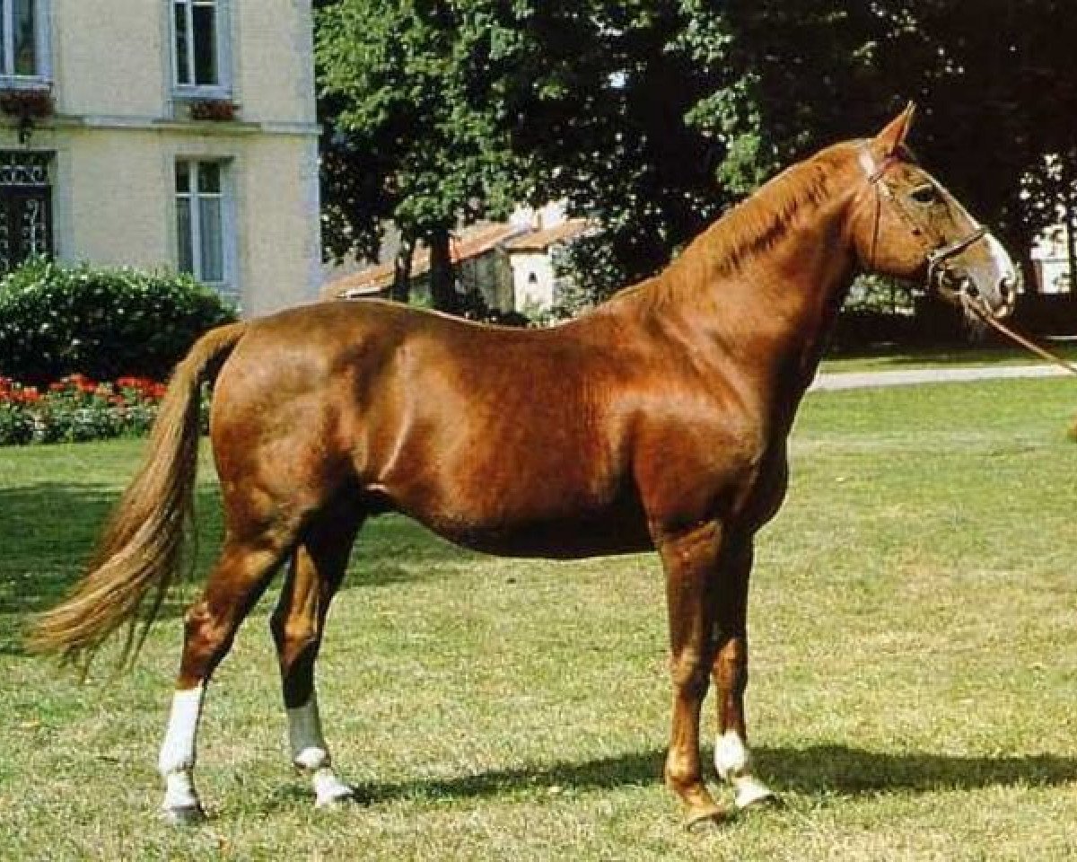 Deckhengst Hidalgo de Riou (Selle Français, 1973, von Uriel)