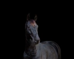 jumper Dutch 17 (Holsteiner, 2015, from Darcodello)