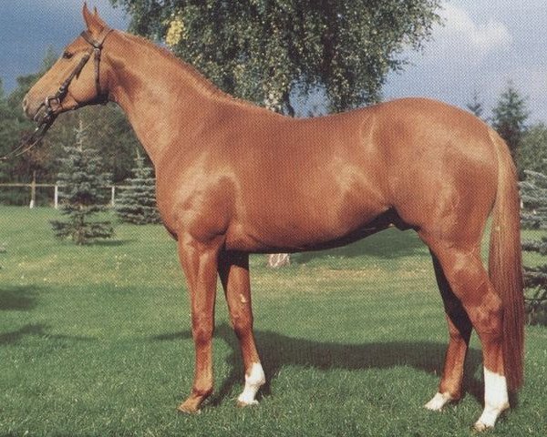 stallion Prolog (Hessian Warmblood, 1984, from Präfectus xx)