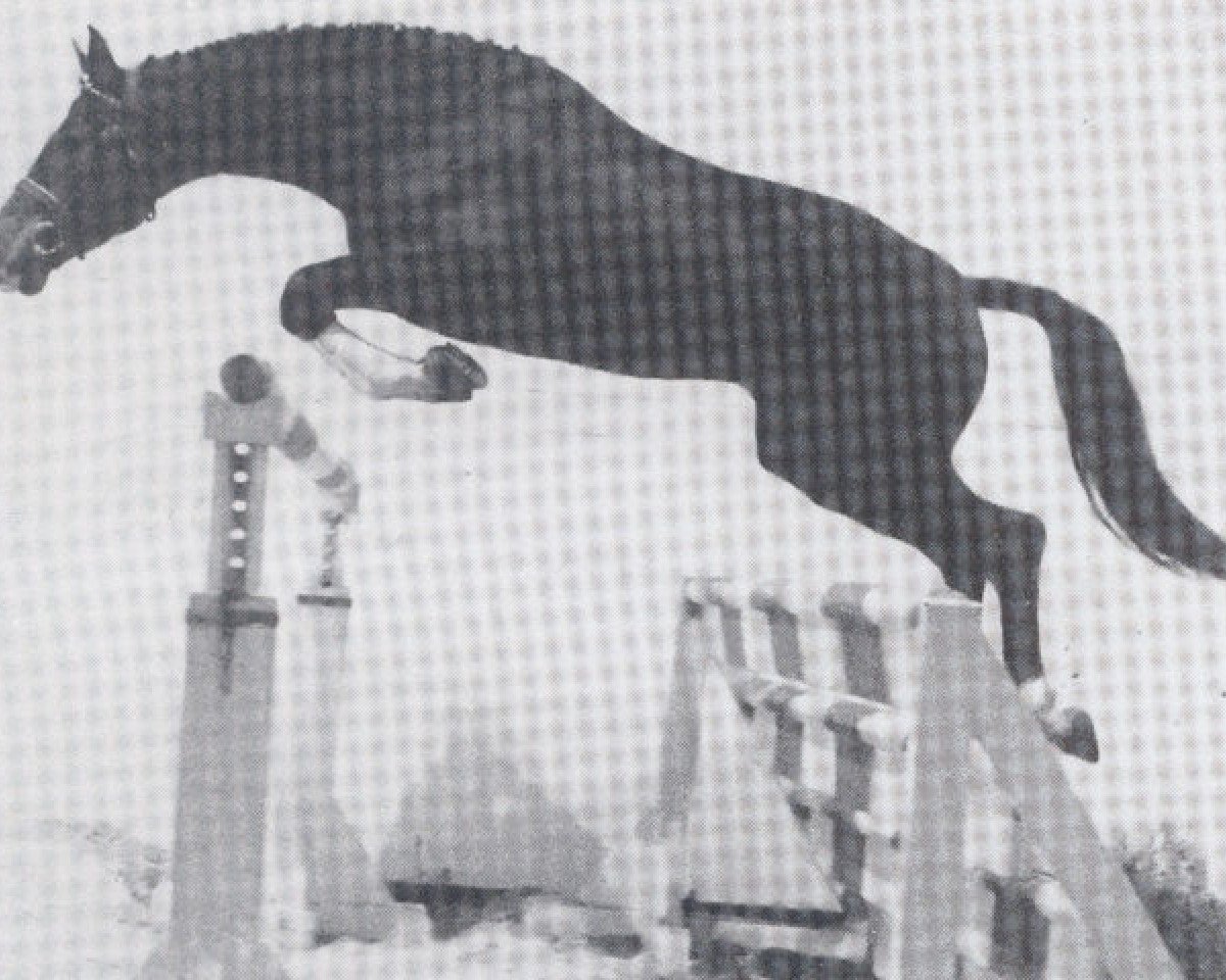 stallion Ramiro As (Oldenburg, 1981, from Ramiro Z)