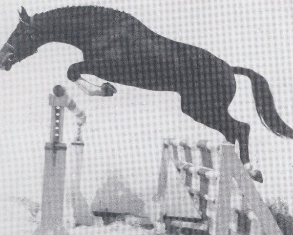 stallion Ramiro As (Oldenburg, 1981, from Ramiro Z)