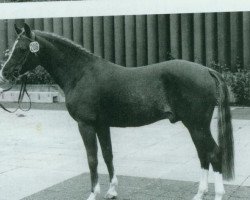 Deckhengst Dschingis-Khan (Deutsches Reitpony, 1976, von Dschinn ox)