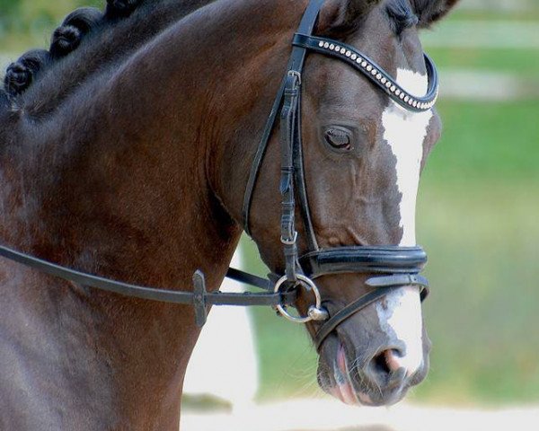 dressage horse Peanut Butter (German Riding Pony, 2009, from Plaisier)