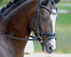 dressage horse Peanut Butter (German Riding Pony, 2009, from Plaisier)