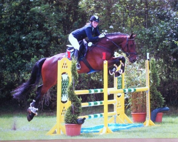 jumper Ceragon (Holsteiner, 2008, from Cormint)