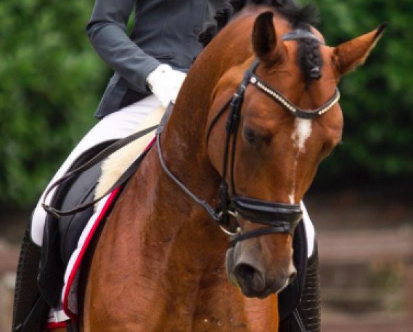 horse Spekkie (KWPN (Royal Dutch Sporthorse), 2012, from Glock's Johnson Tn)