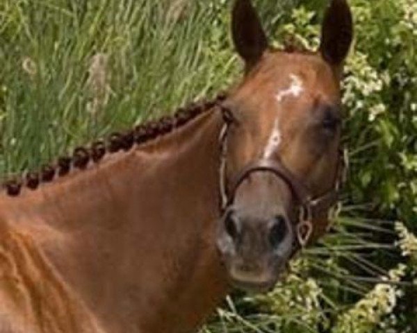 broodmare Midnight Rose (American Warmblood, 1995, from Robins Deesign) broodmare Midnight Rose (American Warmblood, 1995, from Robins Deesign)