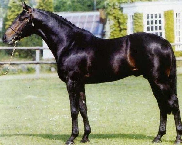 stallion Catherston Dazzler (UK Warmblood, 1984, from Dutch Courage) stallion Catherston Dazzler (UK Warmblood, 1984, from Dutch Courage)