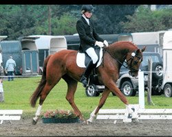dressage horse Amicelli (Rhinelander, 2007, from Abanos)