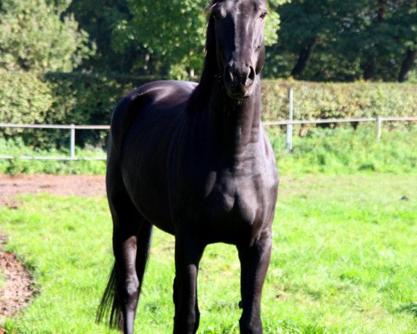 horse Encantada (Hanoverian, 2004, from Earl)