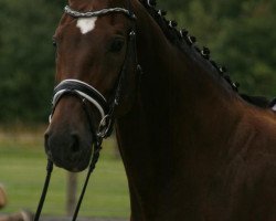 Cavallo da salto Charlett 9 (Bayer, 1996, di Cheenook)