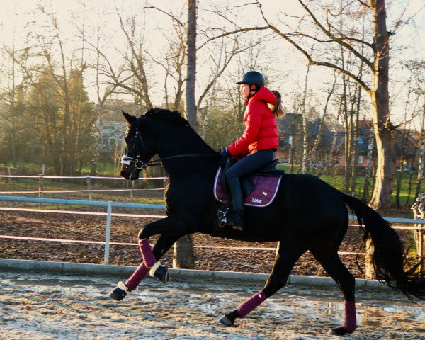 horse Fürst Wilfried (Hanoverian, 2017, from Fürst Belissaro)