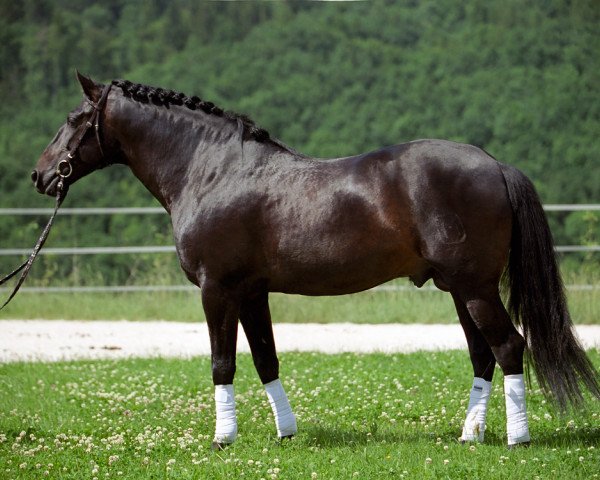 horse Lagarero (Pura Raza Espanola (PRE), 2000, from Lazarillo IV) horse Lagarero (Pura Raza Espanola (PRE), 2000, from Lazarillo IV)