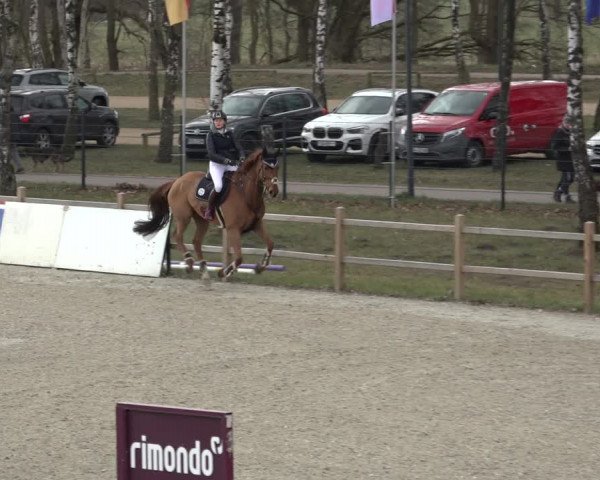 Reitturnier Westergellersen 2022