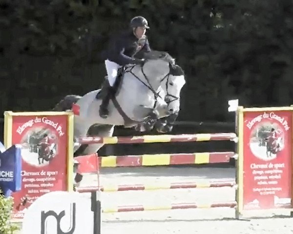 Pferd Cesare (Holsteiner, 2015, von Duka's Carlos)