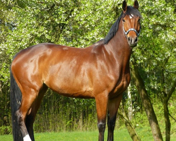 jumper Carla Kolumna 3 (Hanoverian, 2008, from Conteur)