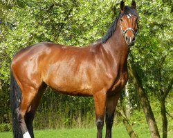 jumper Carla Kolumna 3 (Hanoverian, 2008, from Conteur)