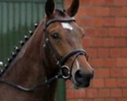 dressage horse Freixnet R (Hanoverian, 2009, from Fürst Piccolo)