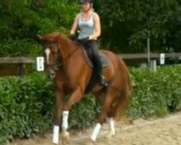 dressage horse Sunrice Avenue (Oldenburg, 2009, from Status Quo)