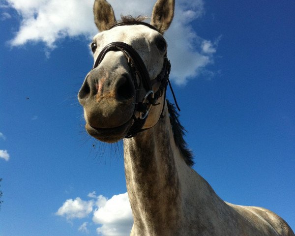 broodmare Freazy Snow (Rhinelander, 2005, from French Buffet xx)