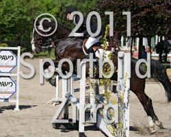 Cavallo da salto Axel Foley 2 (Westfale, 2003, di Arpeggio)