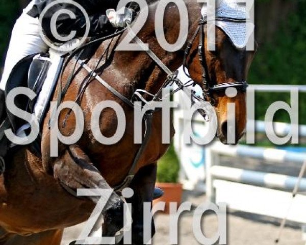Pferd Tassimo 4 (unbekannt, 1993)