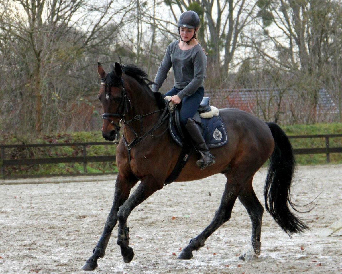 Springpferd Jonny Walker (Oldenburger, 2004, von Florencio I)