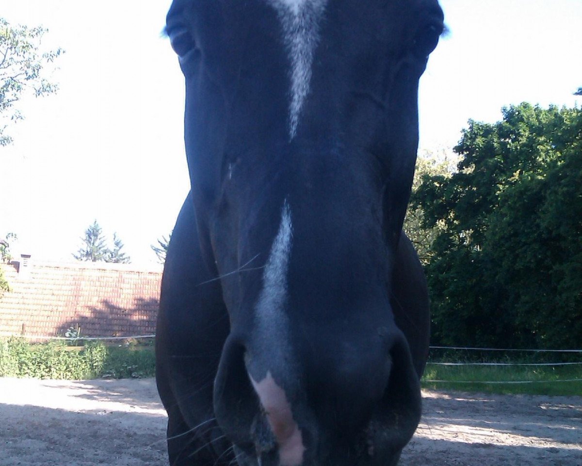 horse Satinka de la Estrella Negra (German Warmblood, 2007, from Neckar)