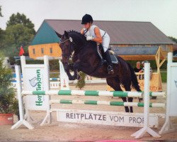 Dressurpferd Daiquiri 83 (Westfale, 2008, von Dancing Dynamite)