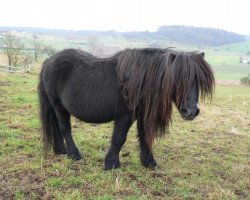 dressage horse Jonny (Dt.Part-bred Shetland pony, 1981, from Jegg)