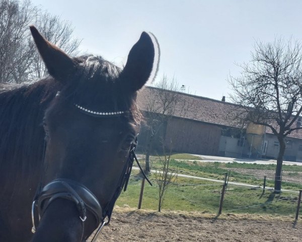 horse Der Hans (German Sport Horse, 2019, from Don Royal)