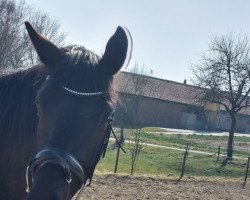Pferd Der Hans (Deutsches Sportpferd, 2019, von Don Royal)