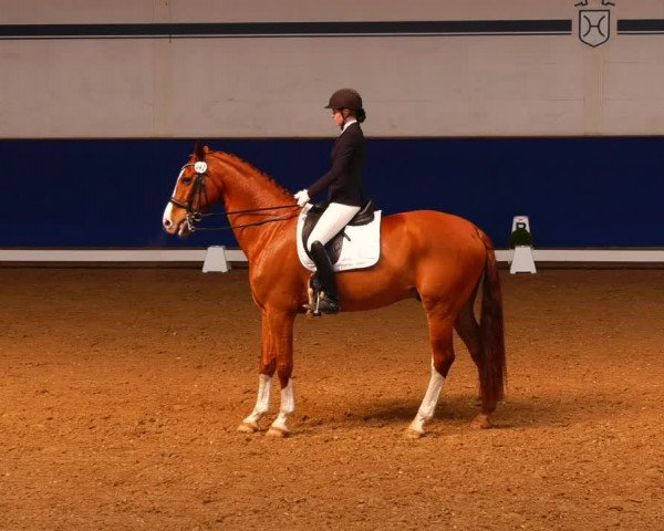Reitturnier Elmshorn 2022