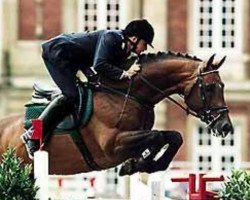 stallion Lancer III (Holsteiner, 1990, from Landgraf I)