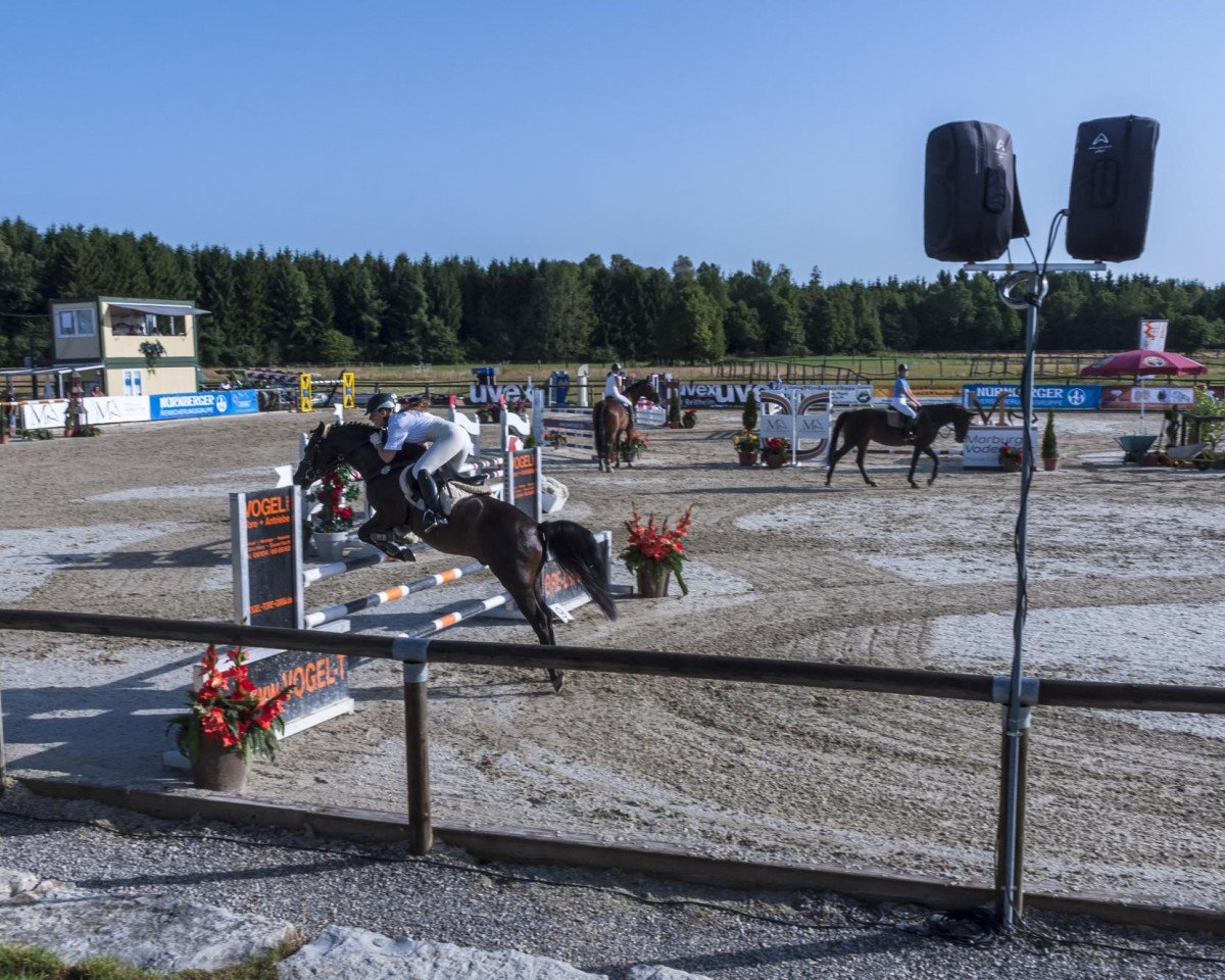horse Playboy (German Riding Pony, 2006, from FS Pontiac)